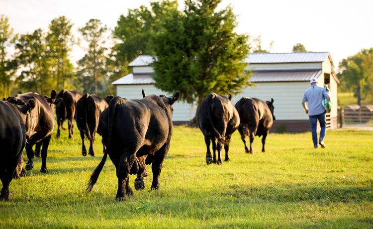 Cattleman, JT Hargrove, walking in font of a herd of black cattle in a green pasture.